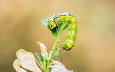 Buxusmot en buxusrups bestrijden