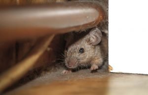 muizen vangen of verjagen- dat is de vraag