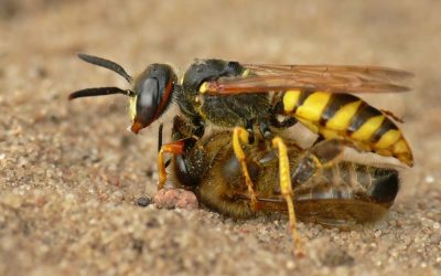 Hoe voorkom je een wespennest in de tuin?