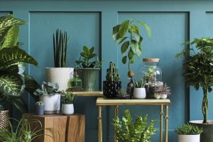 Planten in huis