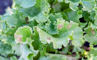 Een slechte trip met trips op je kamerplant