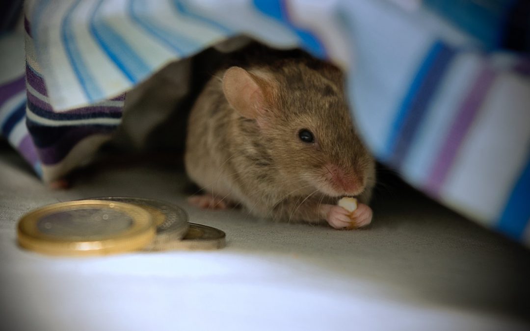 muis in bed