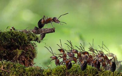 De zomer komt er aan en de terrormier ook! Lees over het Mediterraan draaigatje