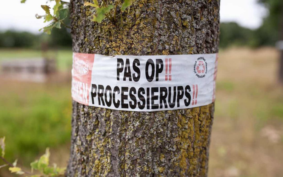 De eikenprocessierups kruipt rond: de beste tips!