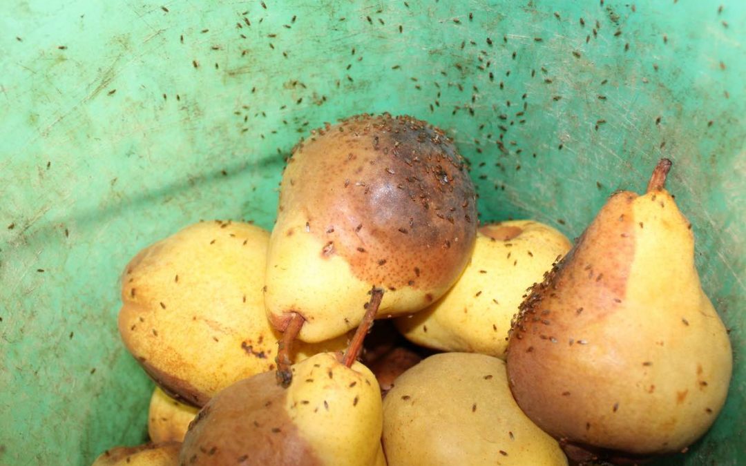 Doctor Clean Fruitvliegjes Vanger nu €6,95 per stuk (22% korting)