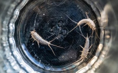 Tips voor het voorkomen van zilvervisjes in huis