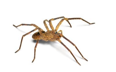 De valse wolfspin is in Nederland: grote spinnen in aantocht?