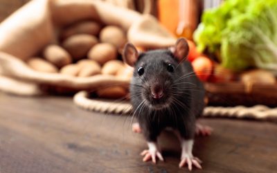 Ongedierte en gezondheid: waar moet ik op letten?