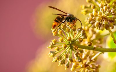 De Aziatische hoornaar, een steeds grotere bedreiging in Nederland?
