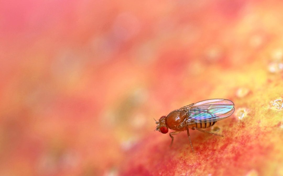 Fruitvliegjes in de zomer: tips om ze te bestrijden en voorkomen