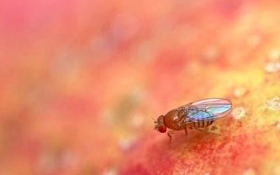 Fruitvliegjes in de zomer: tips om ze te bestrijden en voorkomen