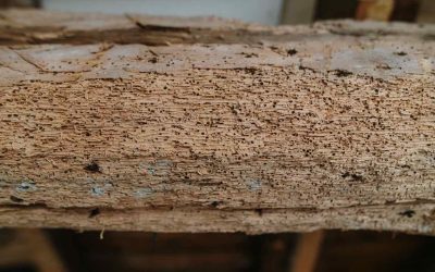 Hoe weet je of je houtworm in huis hebt. En wat kun je er aan doen?