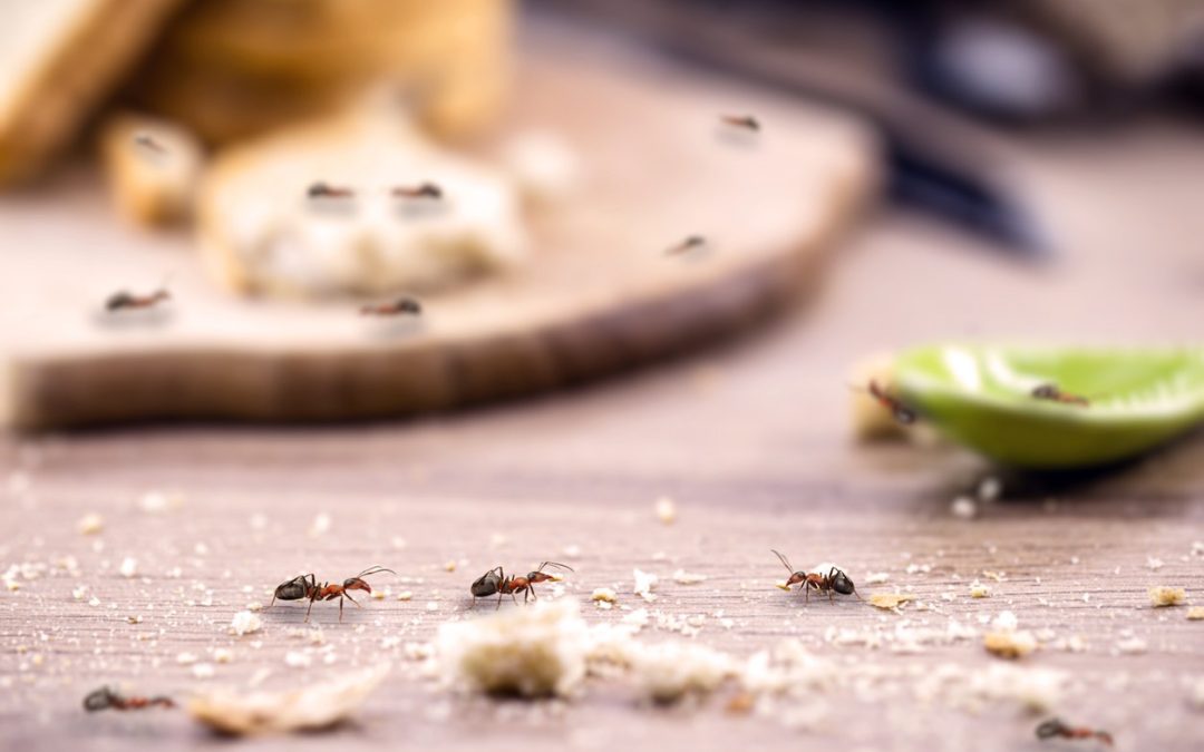 Last van mieren in huis? Lees hier hoe je van ze af komt