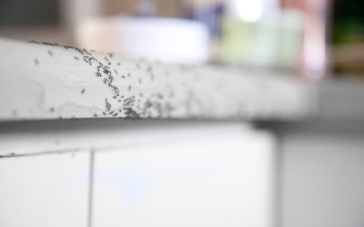 Natuurlijke manieren om mieren te bestrijden