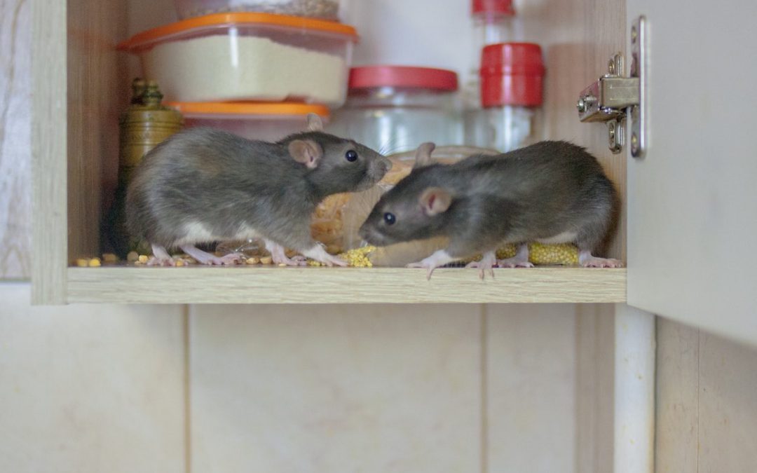 Muizen bestrijden in huis: de beste tips