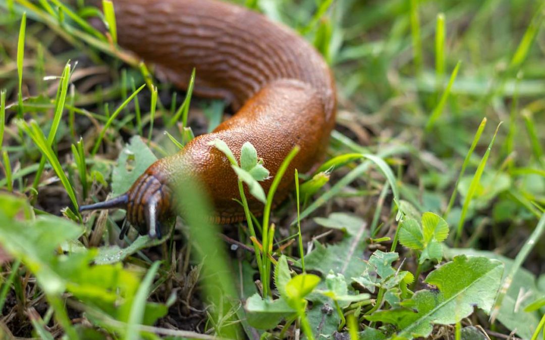 Hoe houd je je tuin vrij van naaktslakken?