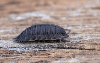 Pissebedden in huis: zo houd je ze buiten de deur