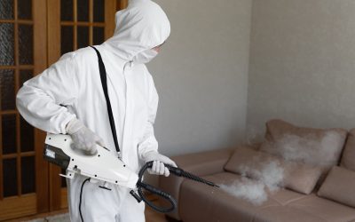 Wanneer schakel je professionele ongediertebestrijding in? Vind jouw bestrijder!