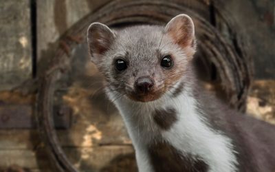 Steenmarter bestrijden? Tips om dit pluizige beest buiten de deur te houden