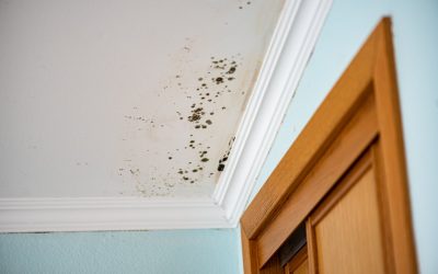 Het nieuwe ongedierte: schimmel aan je muur of op je plafond