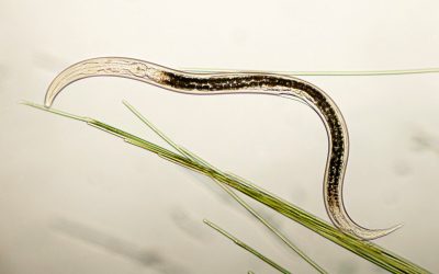 Heb jij al aaltjes in je tuin om ongedierte te bestrijden?