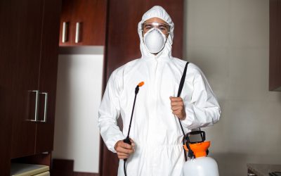 Hulp nodig bij het bestrijden van ongedierte? Vind een professionele ongediertebestrijder!