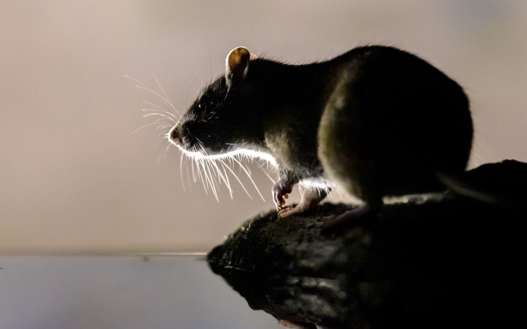 Wat kun je doen om ratten in huis te bestrijden?