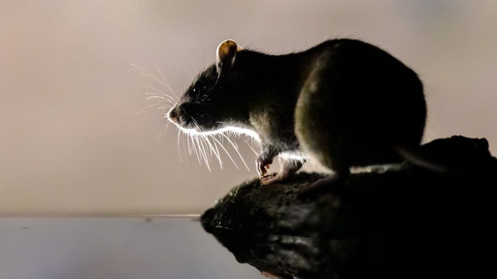 Wat kun je doen om ratten in huis te bestrijden? - Bestrijden van