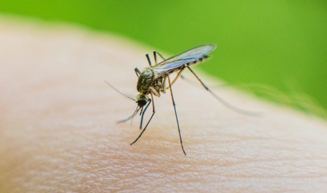 Insectenbeten behandelen: zorg voor jezelf bij een steek of beet