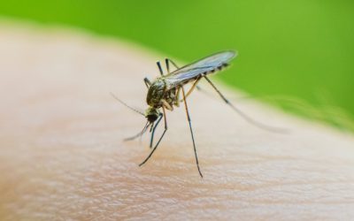 Insectenbeten behandelen: zorg voor jezelf bij een steek of beet